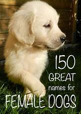 Choosing a name for your female puppy or dog requires a little inspiration and plenty of thought. Female Dog Names: Awesome Ideas For Gorgeous Girls ...