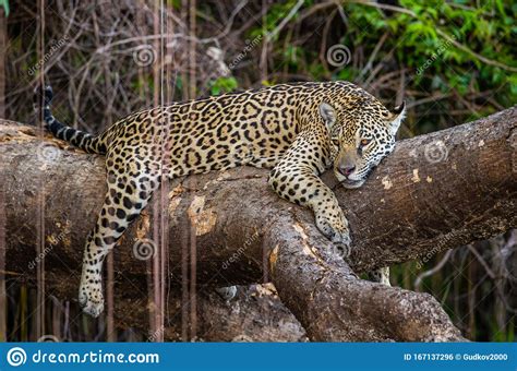 Jaguar Lies On A Picturesque Tree In The Middle Of The Jungle Stock