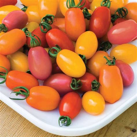 Tomato Rainbow Blend F1 Hybrid Tomato Seeds Thompson And Morgan