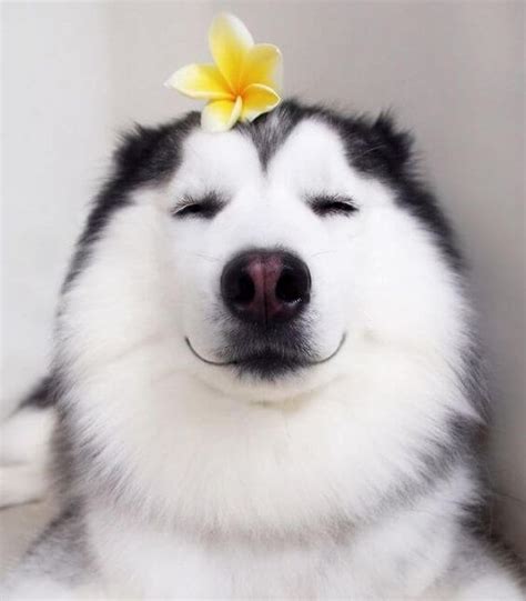 14 Funny Husky Photos That Prove They Are The Weirdest Of All Breeds