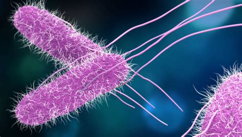 Bakteria Salmonelli Jest Pasożytem Zewnętrznym - Zdrowie i ciało!