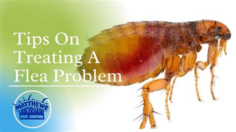 Tips On Treating A Flea Problem Matthews Landscape And Pest