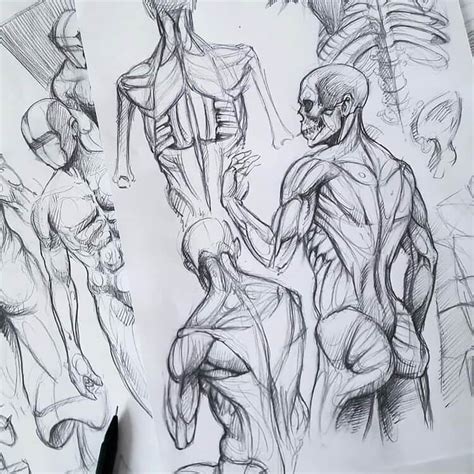 Human Anatomy Pencil Drawing Human Body Parts Pencil Drawing Bodeniwasues