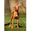 Pharaoh Hound Dog Breed Information And Characteristics  Daily Paws