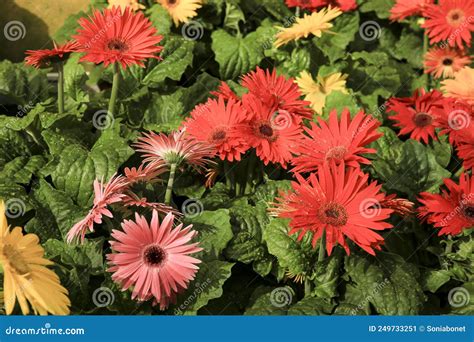 Gerbera Jamesonii Bolus Plants In The Garden Stock Image Image Of