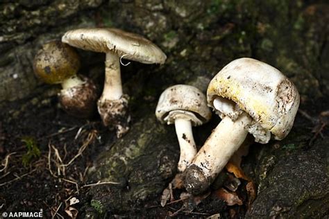 Deadly Mushroom Warning After Easter Rain Creates Perfect Conditions