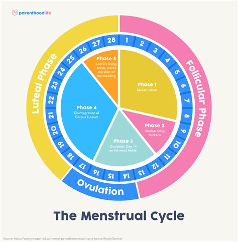 Period Cycle Explained Hot Sex Picture