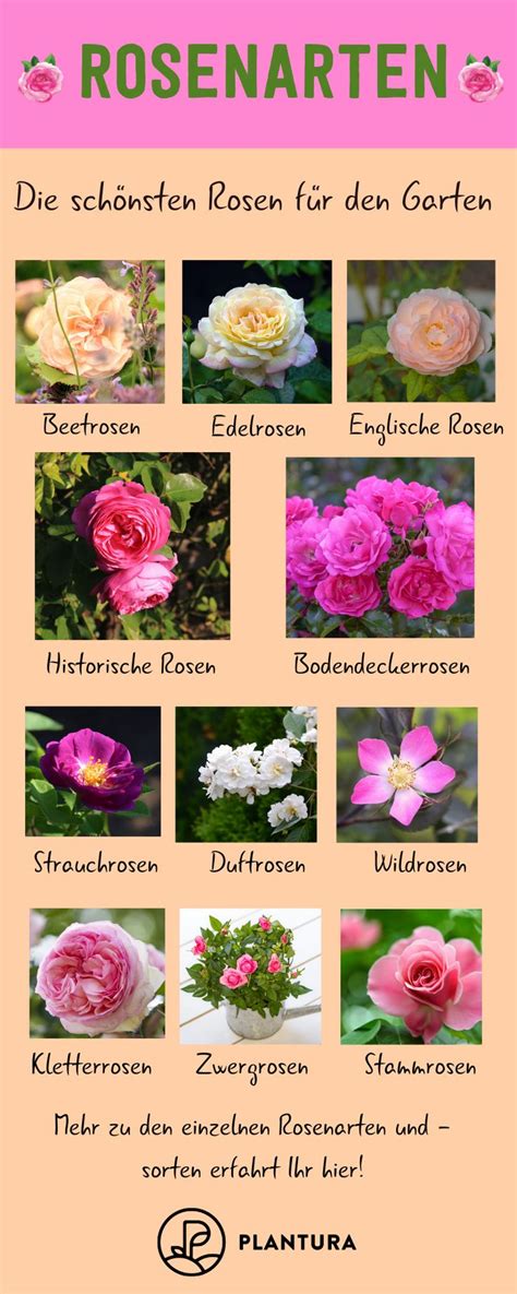 Rosenarten Die 12 Schönsten Rosenklassen Im Überblick Rosenarten