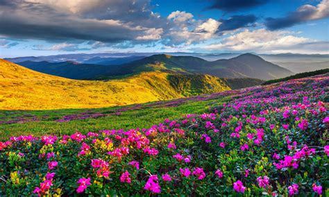 Spring Mountain Landscape Flowers Purple Colored Hills