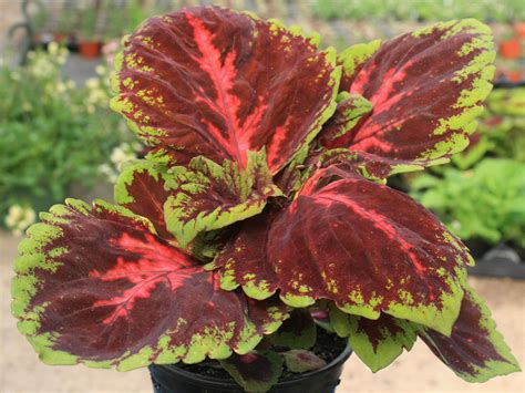 Sun Coleus Offers Summer Beauty Without Much Work Mississippi State