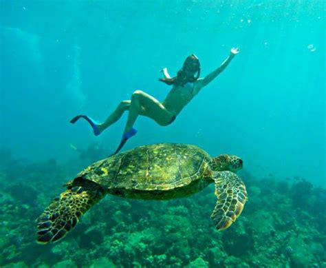 Swimming With Honulove Turtle Sea Turtle Honu