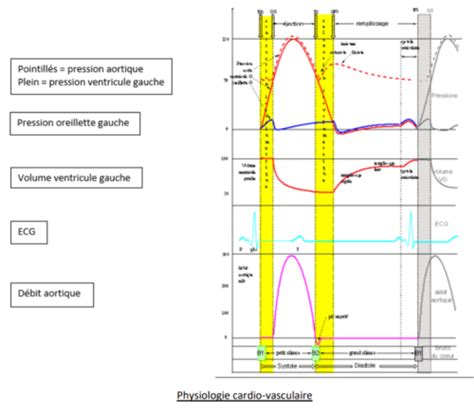 Physiologie Cm Et Le Cycle Cardiaque Cartes Quizlet