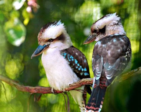 @missvchicago was a dynamic, thoughtful, and generous person who worked fearlessly toward a more just world. Laughing Kookaburra