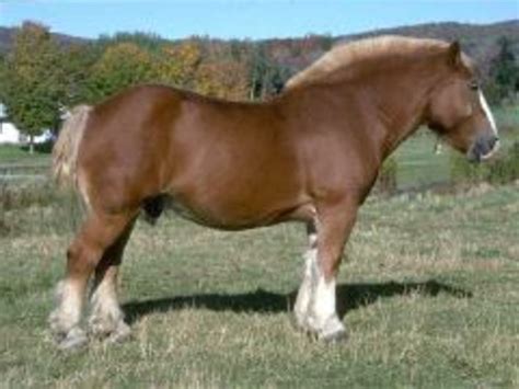 Breed Profile Belgian Draft Horse