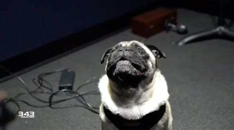 Gyoza The Pug Was Hired By 343 Industries To Make Alien Sounds For The