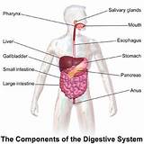 Liver Disease Doctor Near Me Images