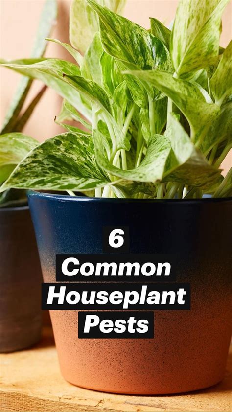 How To Get Rid Of Mold Mildew Gnats In Your House Plants Artofit