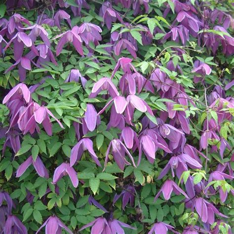 New guinea impatiens generally do best with afternoon shade in hotter climates but can tolerate full sun where temperatures. Clematis Tage Lundell 2.5ltr pot | Clematis, Partial shade ...