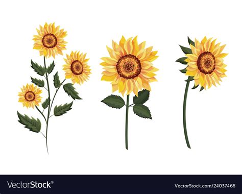 Set Exotic Sunflowers Plants With Leaves Vector Image