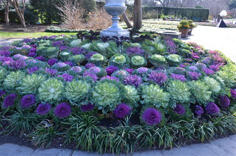 We did not find results for: Flowering Cabbage and Kale For Autumn Gardens | What Grows ...