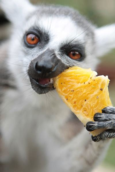 Lemur Diet Dirinter