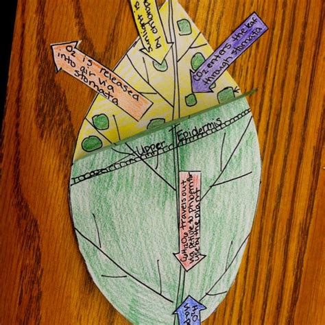 Photosynthesis Foldable From The Inspired Classroom Blog Biology