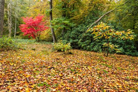 autumn-woodland-colors-high-weald-kent - UK Landscape Photography