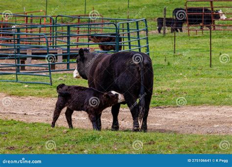 Black Hereford Momma Cow Nursing Calf Stock Image Image Of Angus Udder 275106641