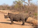 Images Kruger National Park Images