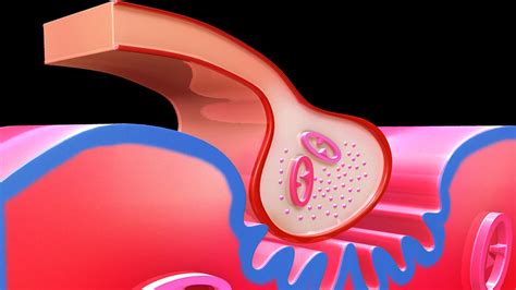 Neuromuscular Junction 3d For Android Apk Download