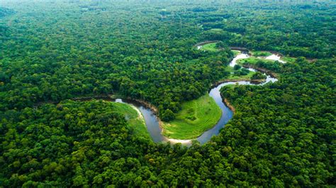 La Amazonía El Pulmón Verde De La Tierra Rtvees