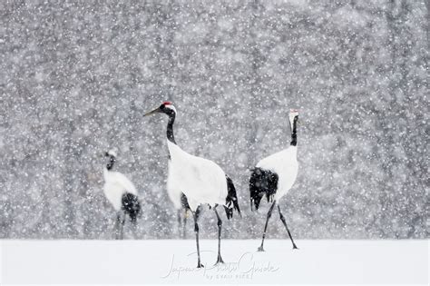 2018 Winter Wildlife Tour Of Japan Japanese Red Crowned Cranes In