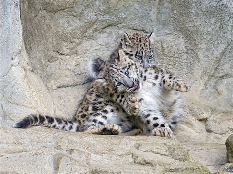 Adorable Snow Leopard Cubs Thriving At Zoo Zürich In Switzerland