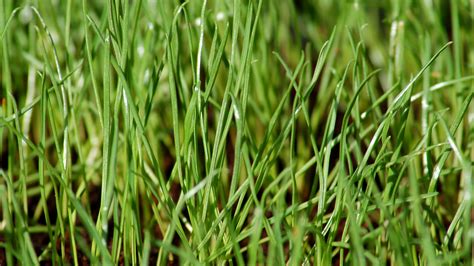 The short answer is that annuals don't come back, but perennials do. When To Plant Ryegrass - Aumondeduvin.com