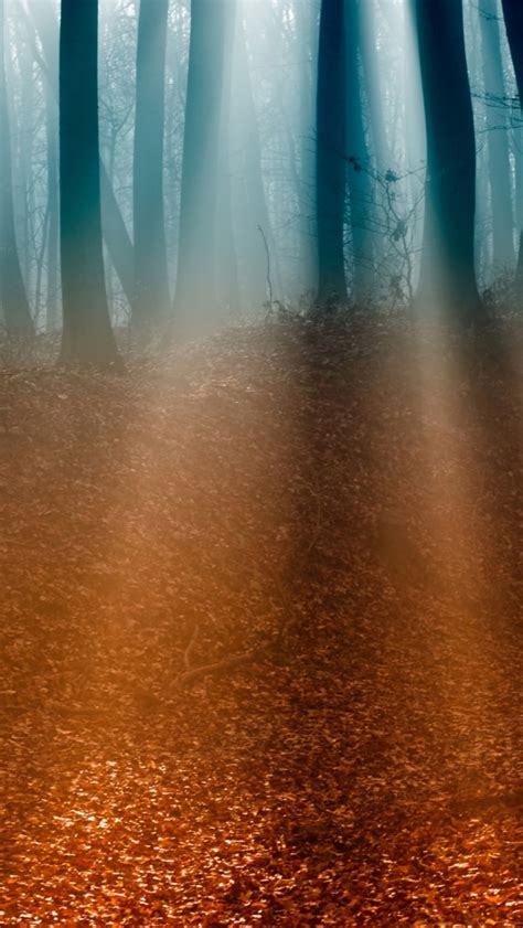 Autumn Forest 5 Iphone Wallpapers Free Download