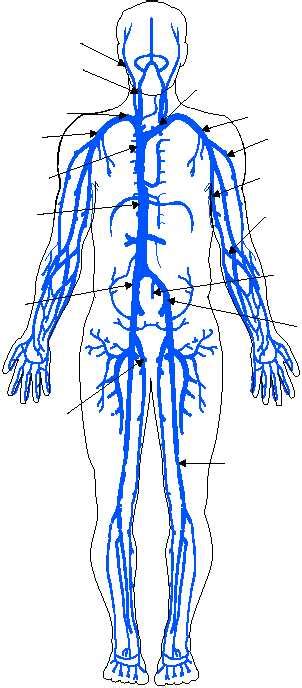 THREE PRINCIPAL VENOUS SYSTEMS