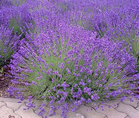 English Lavender Bouquet