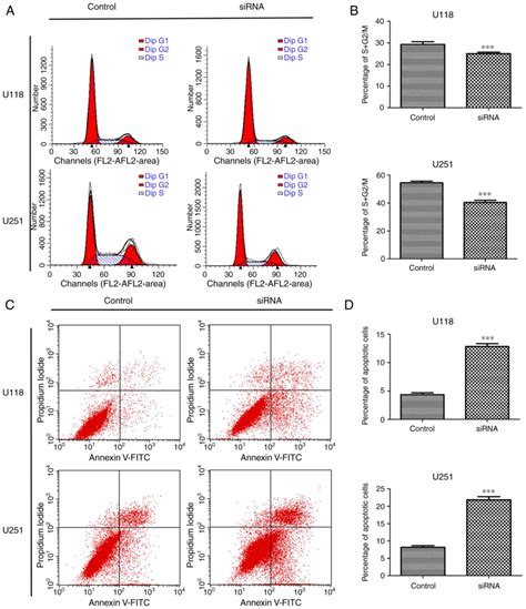 ssrp1 silencing inhibits the proliferation and malignancy of human glioma cells via the mapk