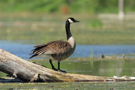 Canada Goose Bird Identification Guide Bird Spot
