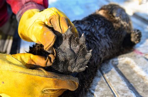 South Dakotas First Ever River Otter Trapping Season Opens