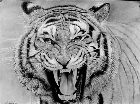 Pencil Sketch Of The Bengal Tiger By Dsamrat7 On Deviantart