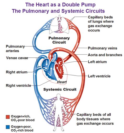 How Does Blood Flow Through The Heart