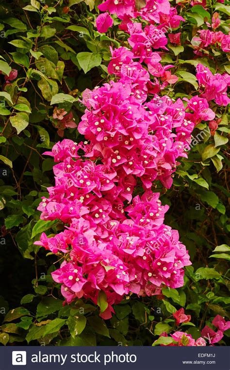 This is one of the finest yellow. Bougainvillea spectabilis bright pink flowers climbing ...