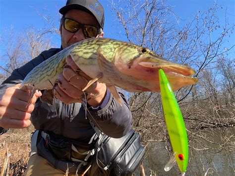 Pickerel Fishing A Complete Guide Field And Stream