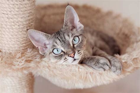 7 Best Hypoallergenic Cat Breeds For People With Allergies Hello