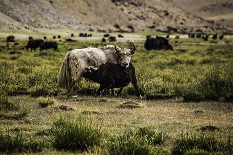 Wild Yaks In Ladakh Abhishek Deepak Flickr