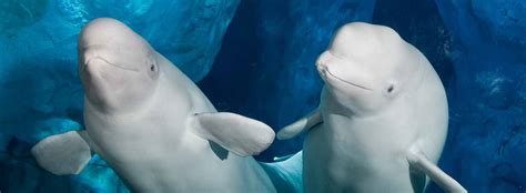 All About Beluga Whales Seaworld Parks And Entertainment