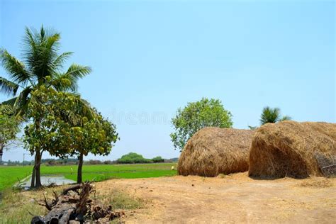 Village Scenery With Peddy Field Stock Image Image Of Rice