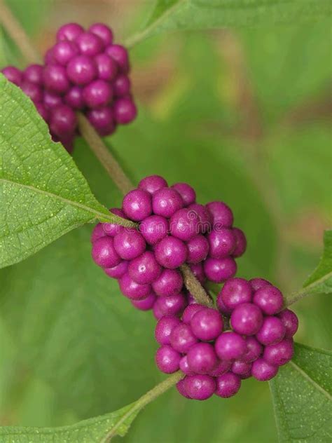Wild Purple Berries Stock Image Image Of Fresh Nature 1942459