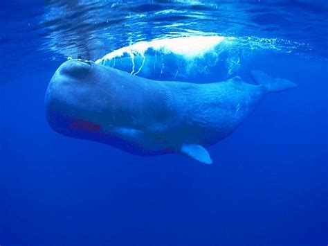 Life Of Sperm Whale Life Of Sea